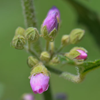 Sphaeralcea fendleri, Fendler’s Globemallow